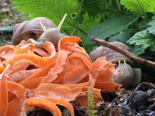 Schneckenbuffet, zwei Weinbergschnecken genüsslich fressen Karottenschalen