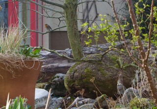 Rotbrüstchen sitzt auf Weidenast