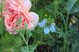 versteckte Rose, blühender Schwarzkümmel, Kalifornischer Mohn