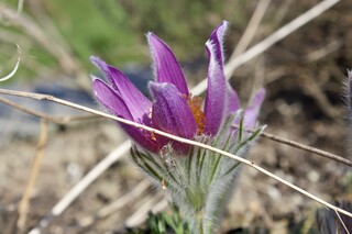die zarte Pulsatilla, Küchenschelle