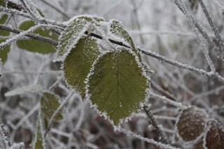gefrorene Blätter