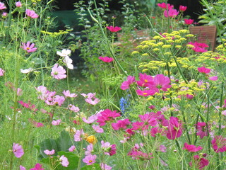 Cosmea, Fenchel, Permakultur-Garten