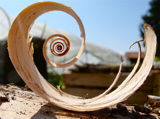 Holzspirale C