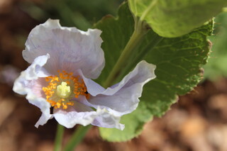 Mohn, Kreuzform, im Zentrum