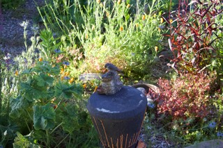 Rotschwänzchen sitzt auf Stein