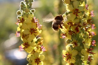 pelziger Hummel auf kleiner Nachtkerzenblüte, Hummelflügel 2