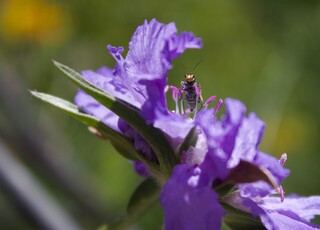 Gartenkino, kecke Wildbiene auf Blume