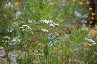 Schafgarben und weitere Wildblumen
