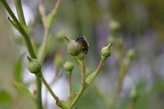 Marienkäferlarve auf Rosenknospe