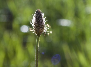 Breitwegerichblüte