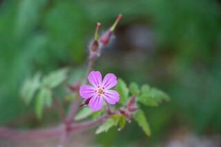 Storchenschnabelblüte