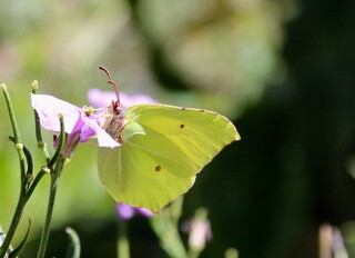 Zitronenfalter trinkt Nektar auf Nachtviolenblüte 2