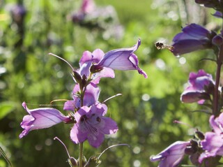 Schwebefliege an Bartblume