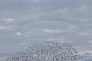 Staren fliegen in Scharen