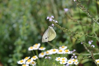 weisser Falter