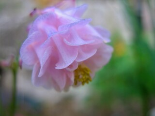 Balettröckchen, Akelei