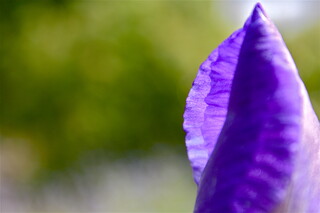 Lilie öffnet ihr zartes Blatt