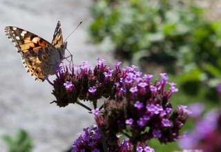 Distelfalter auf Eisenkrautblüten