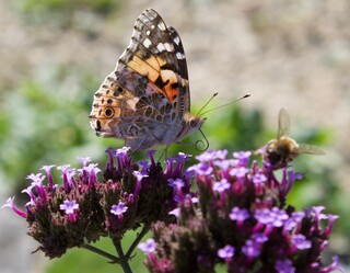 Distelfalter und Biene auf Vervaine-Blüten
