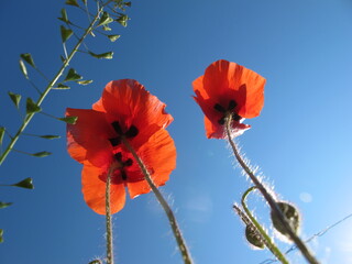 Kreuz in Mohn und Hirtentäschchen
