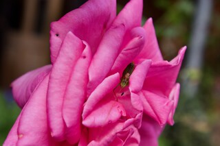 Heuschrecke in Rosenblättern versteckt