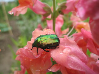 Käfer auf Löwenzahn, Regentropfen