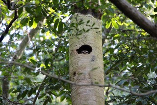 Eule in Baumnesthöhle