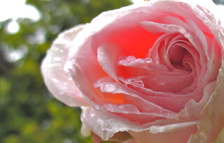 verblühende verregnete zauberhafte Rose