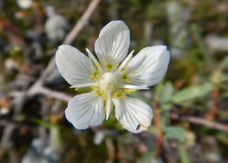 INDSPIRATION, Blume mit 5-er Struktur