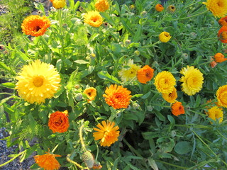 BIODIVERSITÄT, Ringelblumen