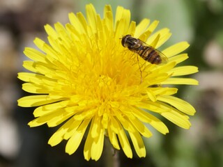 INSPIRATION, Schwebefliege auf Löwenzahn