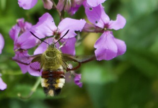 BIODIVERSITÄT, seltener Falter auf Nachtviole