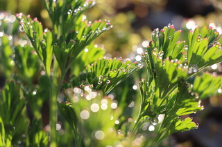 INSPIRATION, schillernde Regentropfen auf Kalifornischen Mohnblättern