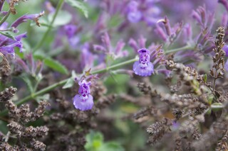 Inspiration lächelnde Katzenminzen 2