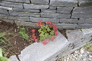 Biodiversität, Storchenschnabel