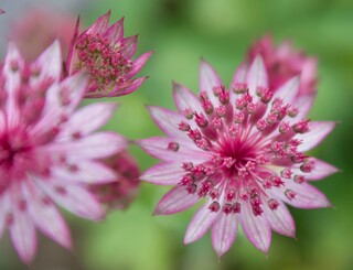 Biodiversität, Sterndolden