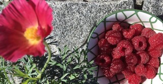 INSPIRATION, Himbeeren, himbeerroter kalifornischer Mohn