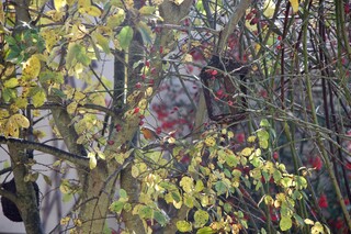 Rotschwänzchen im Hagebuttenstrauch