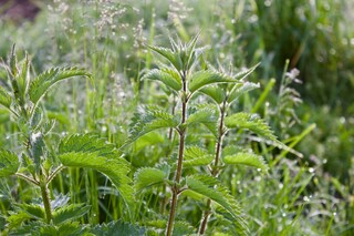 Brennesseln Wildkräuter