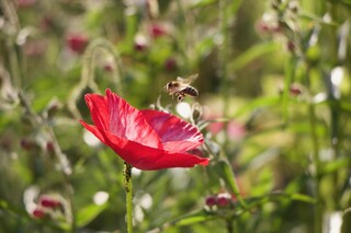 BIENE IM ANFLUG ZUM ROTEN MOHN