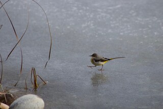 Bachstelze auf gefrorenem Weiher