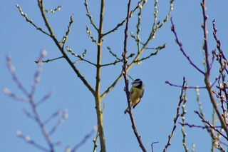 Blaumeise an Weidebüsseli
