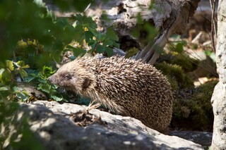 Igel 1