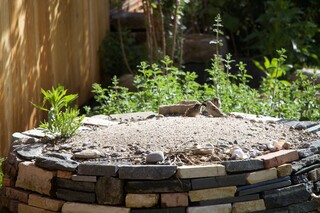 Sandbadeplatz, Jungspatz wird gefüttert