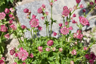 Sternendolden-Staude