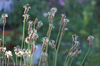 blühender Spitzwegerich