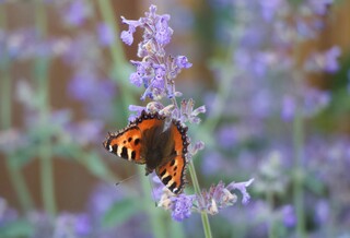 KLEINER FUCHS AUF KATZENMINZE