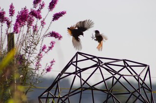 Tanz von zwei Rotschwänzchen, Biodiversität