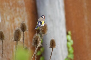 Stiegelitz sitzt auf Karde, Biodiversität