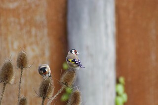 Zwei Stiegelitze sitzen im Spätherbst auf verdorrenen Kardenstauden und einer pickt Samen aus der Karde, Biodiversität